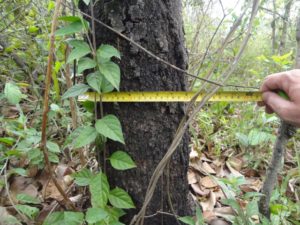 Cadastramento Arbóreo - coleta de diâmetro basal - Cerrado