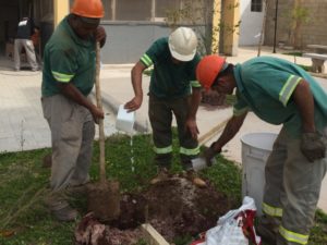 Plantio Termo de Compromisso Ambiental CDHU Capão Redondo I