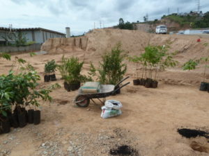 Plantio de Reflorestamento CETESB - Viação Urubupungá