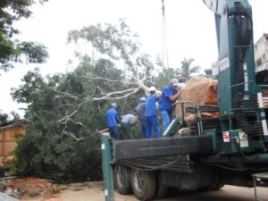 Transplante de Pau-ferro - Fundação para o Desenvolvimento da Educação