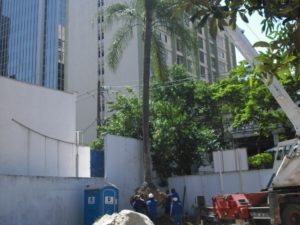 Transplante de palmeira - Construtora Feller