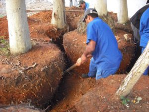 Transplante de palmeiras - confecção de torrões - Construtora Feller